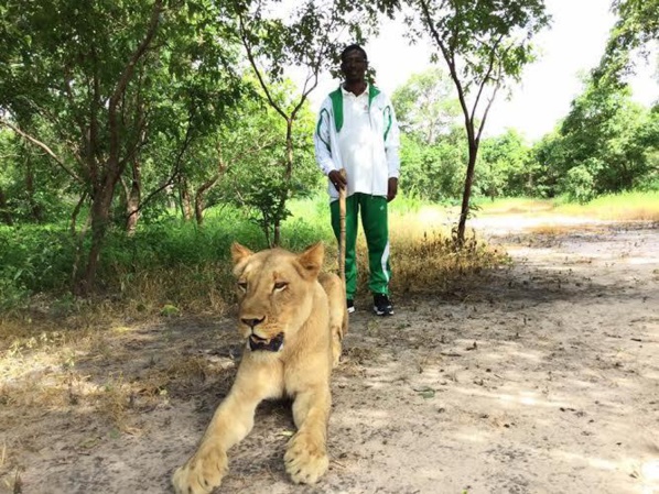 Photos:le ministre Mary Teuw Niane se promène avec des lions Photos:le ministre Mary Teuw Niane se promène avec des lions