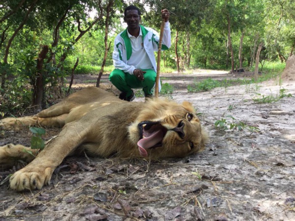 Photos:le ministre Mary Teuw Niane se promène avec des lions Photos:le ministre Mary Teuw Niane se promène avec des lions