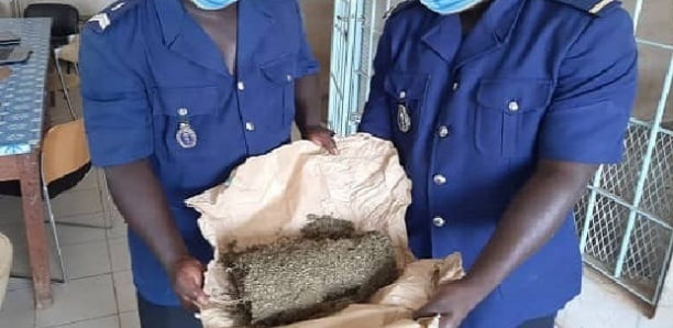 Podor : Un réseau de trafiquants de drogue démantelé par la gendarmerie de Ndioum Podor : Un réseau de trafiquants de drogue démantelé par la gendarmerie de Ndioum