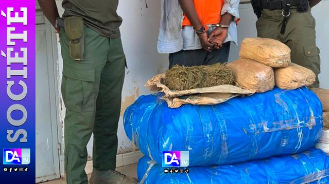 Kaolack : un trafiquant de drogue arrêté avec 100 kg de chanvre indien Kaolack : un trafiquant de drogue arrêté avec 100 kg de chanvre indien