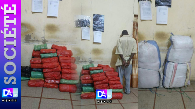 Karang sous les feux de la lutte antidrogue : 72 kg de chanvre interceptés à Samé et un suspect sous les verrous Karang sous les feux de la lutte antidrogue : 72 kg de chanvre interceptés à Samé et un suspect sous les verrous