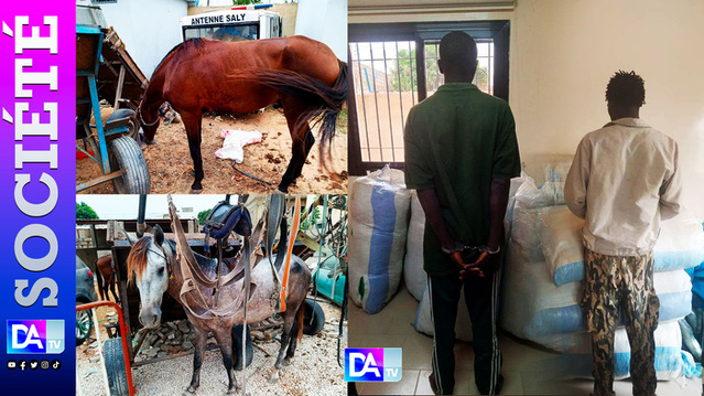 Suite Opération coup de filet à Mbour : Près de 452,5 kg de drogue saisis et un autre trafiquant sous les verrous...Des arrestations en cours Suite Opération coup de filet à Mbour : Près de 452,5 kg de drogue saisis et un autre trafiquant sous les verrous...Des arrestations en cours