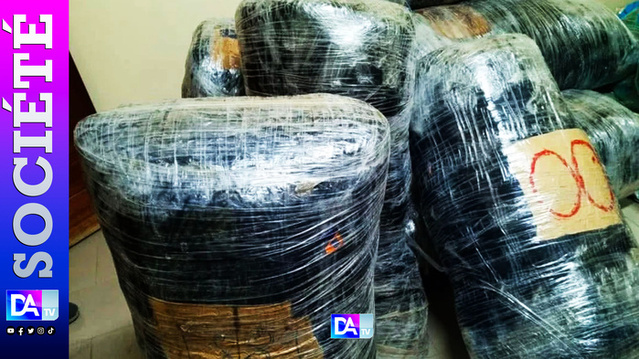 Saisie record à Mbour : 385 kg de chanvre indien saisis par l’OCRTIS dans la brousse de Fadial Saisie record à Mbour : 385 kg de chanvre indien saisis par l’OCRTIS dans la brousse de Fadial