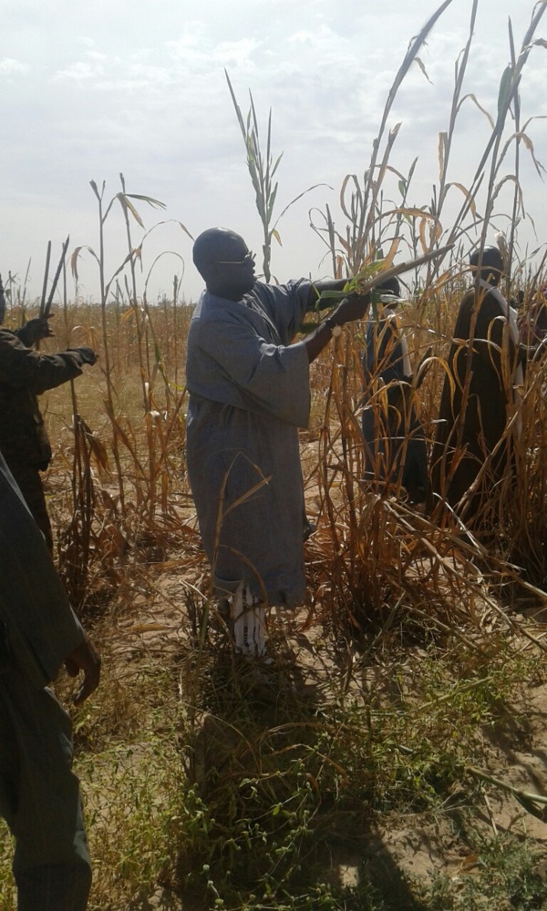 Samuel Sarr dans les champs de son guide spirituel... Samuel Sarr dans les champs de son guide spirituel...