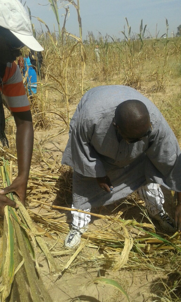 Samuel Sarr dans les champs de son guide spirituel... Samuel Sarr dans les champs de son guide spirituel...