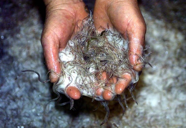 Trafic de civelles : un poisson à 3,2 millions FCFA le kilo traité dans un entrepôt clandestin à Dakar Trafic de civelles : un poisson à 3,2 millions FCFA le kilo traité dans un entrepôt clandestin à Dakar