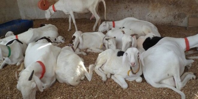 Parcelles : Un homme surpris en pleins ébats sexuels avec une brebis Parcelles : Un homme surpris en pleins ébats sexuels avec une brebis