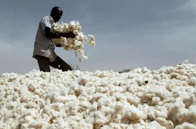 Filière coton : Le Sénégal vise une production record de 25 000 tonnes en 2025 Filière coton : Le Sénégal vise une production record de 25 000 tonnes en 2025