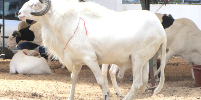 Somone : une attaque armée contre une bergerie déjouée Somone : une attaque armée contre une bergerie déjouée