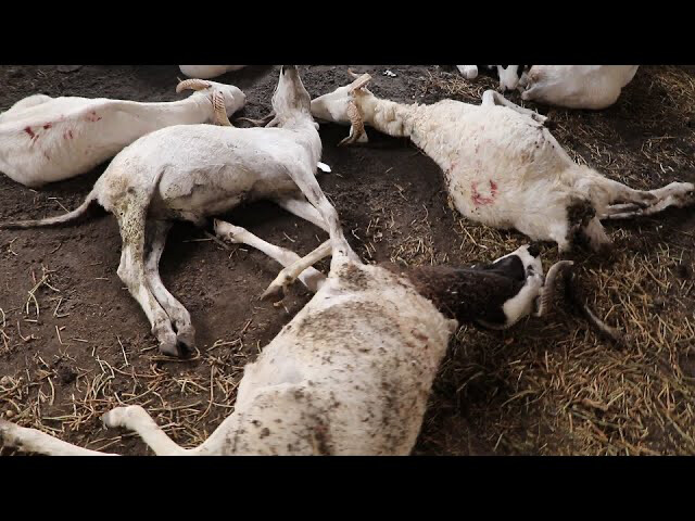 À Bignona, des moutons de la DER meurent en masse à quelques heures de la Tabaski À Bignona, des moutons de la DER meurent en masse à quelques heures de la Tabaski