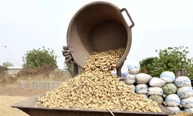 Campagne arachidière : Plus de 52 milliards FCFA injectés par l’Etat Campagne arachidière : Plus de 52 milliards FCFA injectés par l’Etat