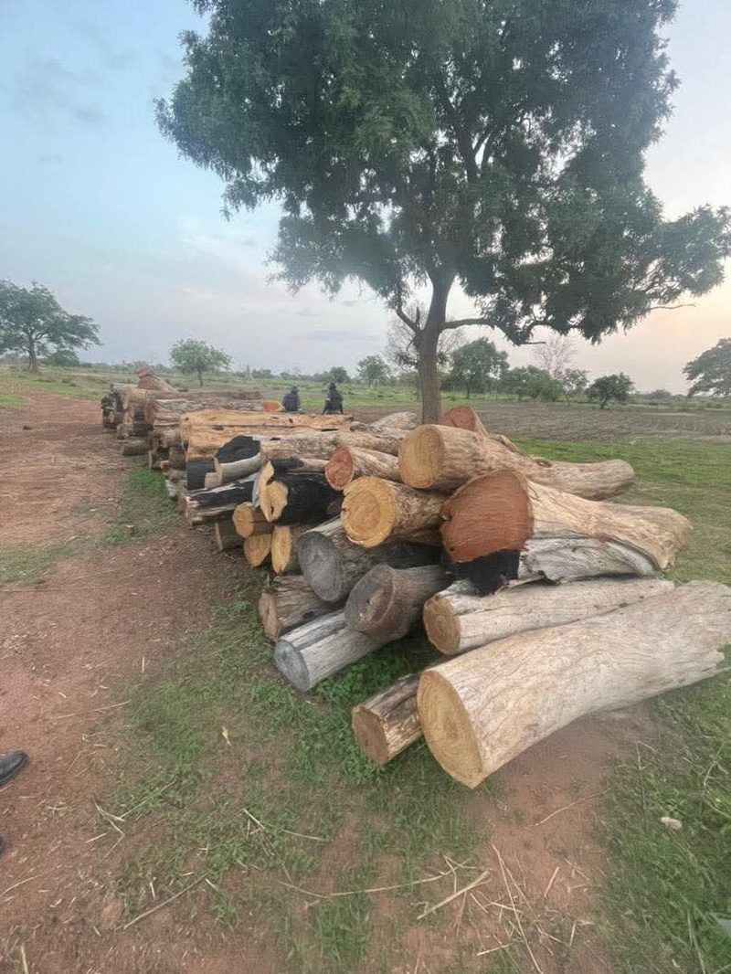Trafic de bois à Médina Yoro Foulah : 10 personnes entre les mains de la gendarmerie Trafic de bois à Médina Yoro Foulah : 10 personnes entre les mains de la gendarmerie