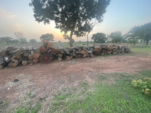 Trafic de bois à Médina Yoro Foulah : 10 personnes entre les mains de la gendarmerie Trafic de bois à Médina Yoro Foulah : 10 personnes entre les mains de la gendarmerie