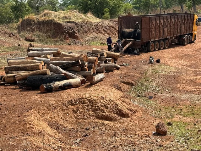 Trafic de bois à Médina Yoro Foulah : 10 personnes entre les mains de la gendarmerie Trafic de bois à Médina Yoro Foulah : 10 personnes entre les mains de la gendarmerie