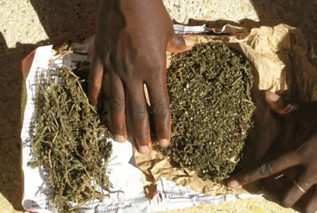96 kg de chanvre indien saisis par la Brigade des Stupéfiants de Mbour 96 kg de chanvre indien saisis par la Brigade des Stupéfiants de Mbour