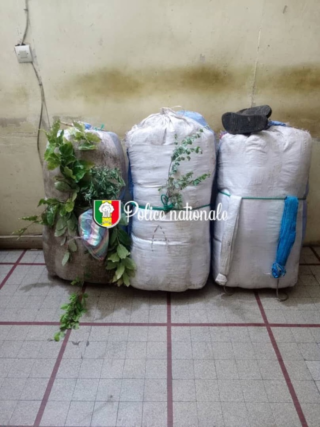 Kaolack : 82 kg de chanvre indien saisis à Keur Laly, un convoyeur interpellé, deux autres activement recherchés... Kaolack : 82 kg de chanvre indien saisis à Keur Laly, un convoyeur interpellé, deux autres activement recherchés...