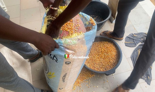 18 kilogrammes de chanvre indien dissimulés dans des sacs de maïs saisis 18 kilogrammes de chanvre indien dissimulés dans des sacs de maïs saisis