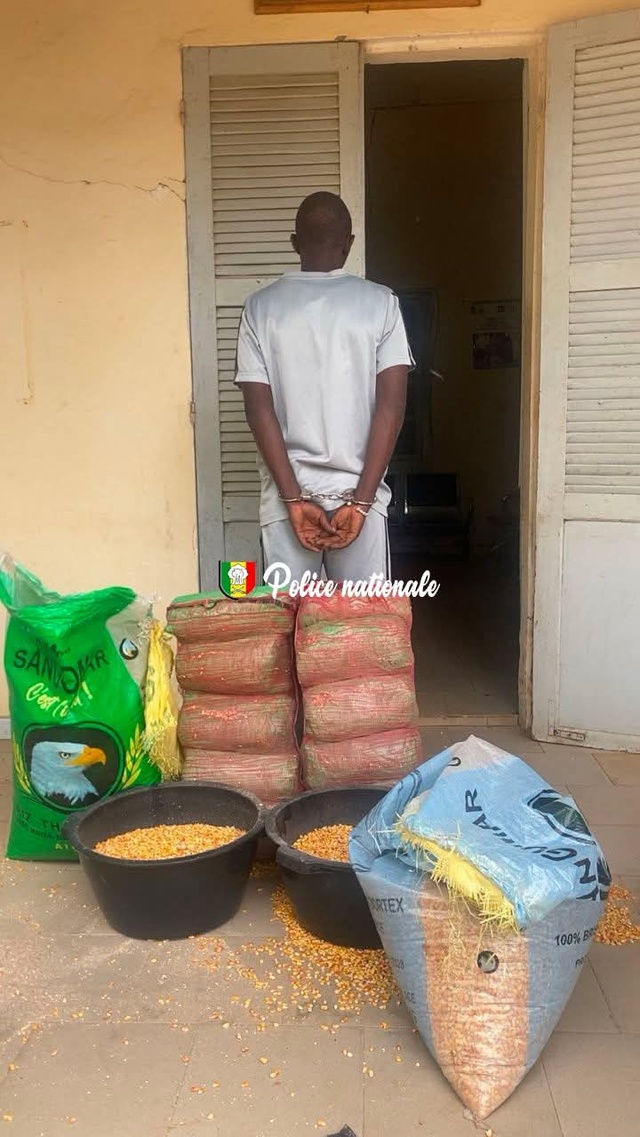 18 kilogrammes de chanvre indien dissimulés dans des sacs de maïs saisis 18 kilogrammes de chanvre indien dissimulés dans des sacs de maïs saisis