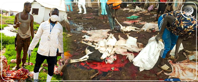 Environ 5 000 bovins, 4 000 moutons, 130 chameaux et 2,5 millions de volailles contrôlés lors du Magal Environ 5 000 bovins, 4 000 moutons, 130 chameaux et 2,5 millions de volailles contrôlés lors du Magal