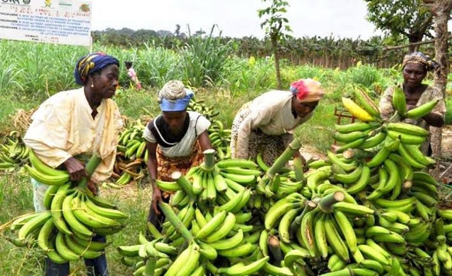 Le gel des bananes importées : Un énorme gâchis économique et alimentaire Le gel des bananes importées : Un énorme gâchis économique et alimentaire