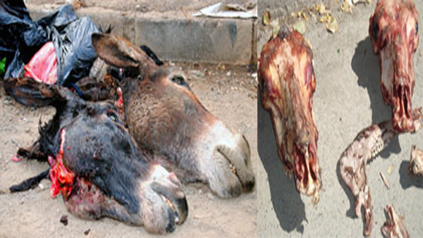 Un individu arrêté pour abattage clandestin... d'âne Un individu arrêté pour abattage clandestin... d'âne