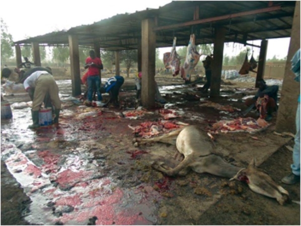 ABATTAGE CLANDESTIN D’ANES/          Des ramifications insoupçonnées ABATTAGE CLANDESTIN D’ANES/          Des ramifications insoupçonnées