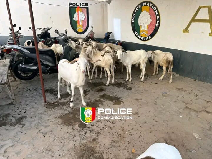 Parcelles Assainies : un individu arrêté pour vol de 15 moutons