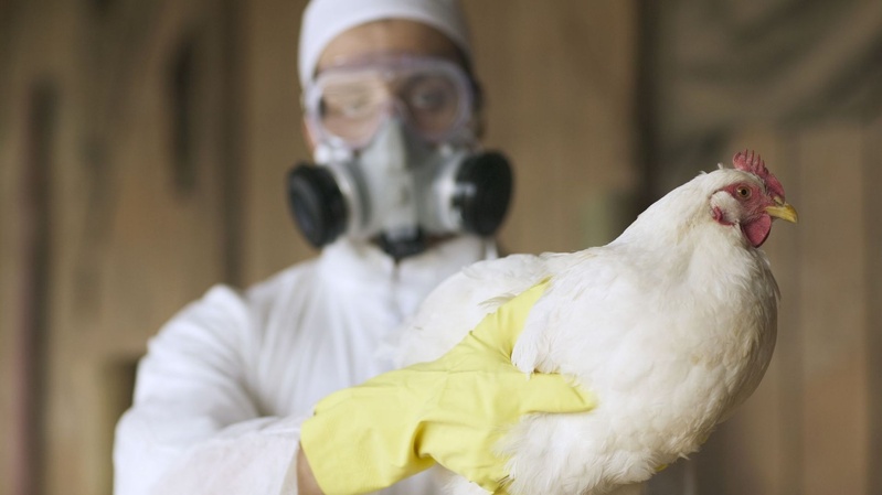 Premier cas de Grippe aviaire identifié chez un humain en Europe- Un homme a contracté le virus après un séjour de plusieurs mois au... Sénégal Premier cas de Grippe aviaire identifié chez un humain en Europe- Un homme a contracté le virus après un séjour de plusieurs mois au... Sénégal