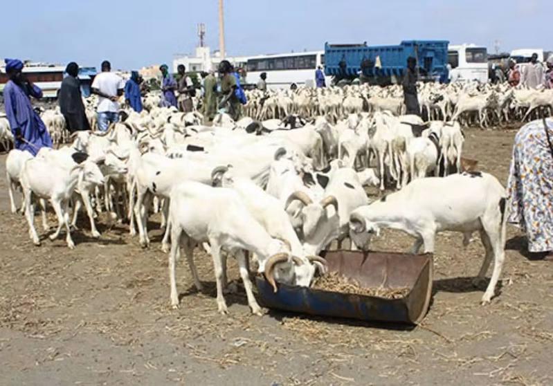Préparatifs de la Tabaski à Dakar: L’effervescence dans les marchés cache des ventes encore timides