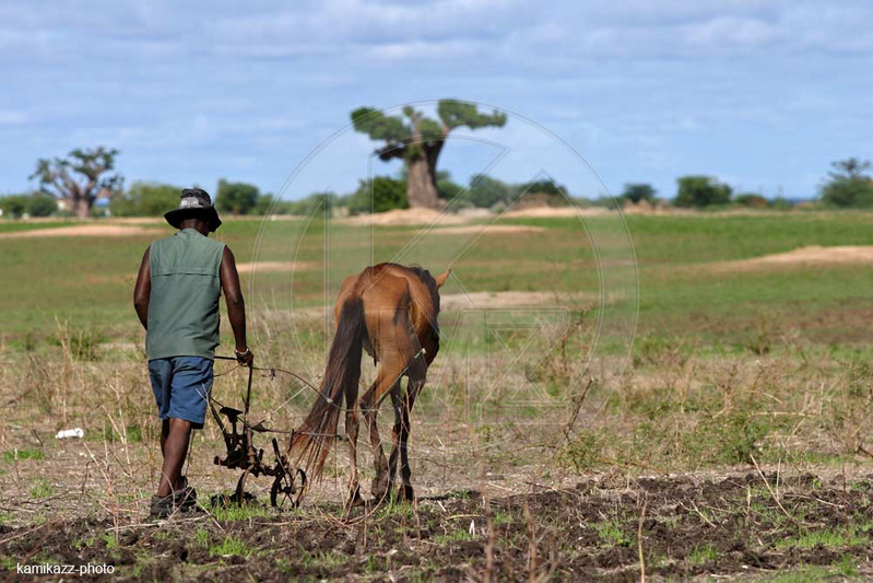 Campagne agricole : le spectre du retard des intrants refait surface Campagne agricole : le spectre du retard des intrants refait surface