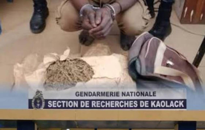 Démantèlement d'un trafic de drogue à Kaolack : un gendarme et son père appréhendés par la Section de Recherches Démantèlement d'un trafic de drogue à Kaolack : un gendarme et son père appréhendés par la Section de Recherches