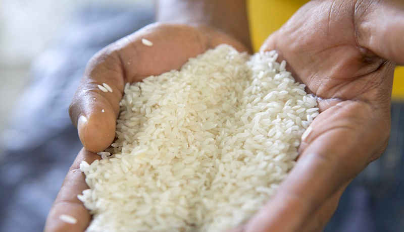 Alerte sanitaire : détection de taux alarmants d'aflatoxines  dans le riz local 
