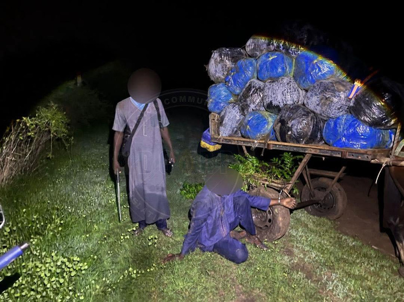 Saisie de 427 kilogrammes de chanvre indien à Mbodiène par la compagnie de Gendarmerie de Mbour Saisie de 427 kilogrammes de chanvre indien à Mbodiène par la compagnie de Gendarmerie de Mbour