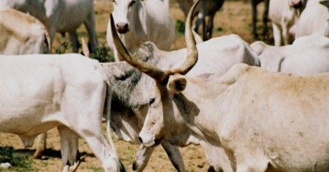 Thiès - Chambre Criminelle : 20 ans de travaux forcés contre le gang de bergers Thiès - Chambre Criminelle : 20 ans de travaux forcés contre le gang de bergers