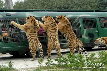 Une femme tuée par un tigre dans un parc chinois