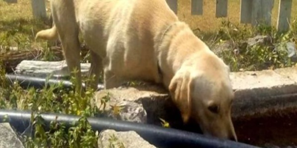 La belle histoire du jour : blessé et perdu dans les montagnes, l’ado survit grâce à un chien