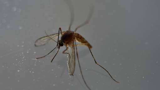 Naissance du premier bébé en Europe atteint de microcéphalie due au virus Zika