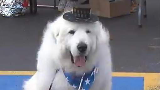 Ce chien rempile pour un troisième mandat de maire