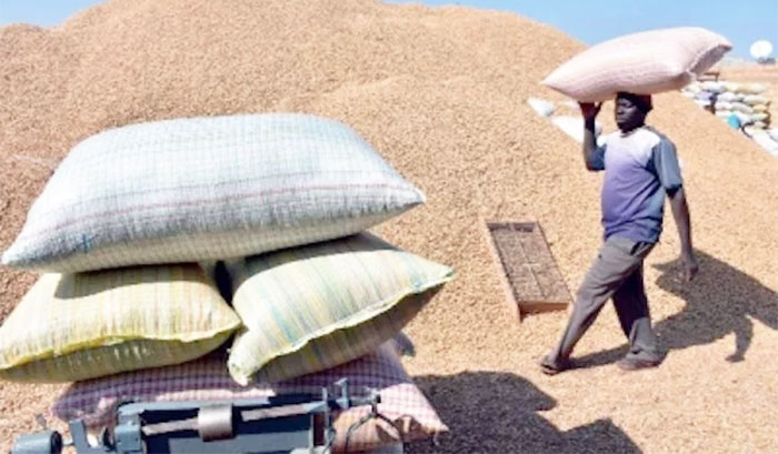 Campagne arachidière : Plus de 82.000 tonnes collectées par la SONACOS
