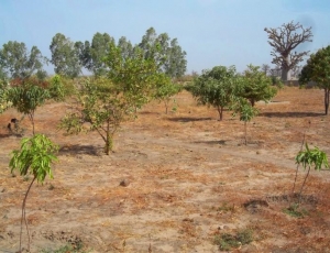 Pour 10 000 hectares attribués au Maroc : le Fouta crie au scandale et menace…