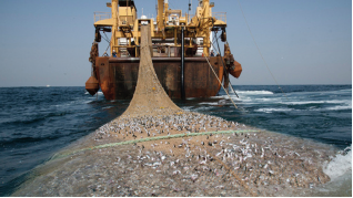 Pêche illégale : Le Sénégal perd 400 milliards par an