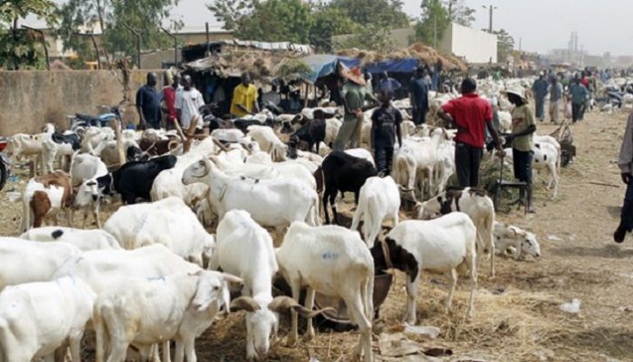 Marchés à bétail sénégalais: Les prix du mouton flambent à l’approche de l’Aïd El Kébir Marchés à bétail sénégalais: Les prix du mouton flambent à l’approche de l’Aïd El Kébir