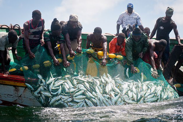 Peche – Les acteurs alertent sur les dangers des usines de farine de poisson