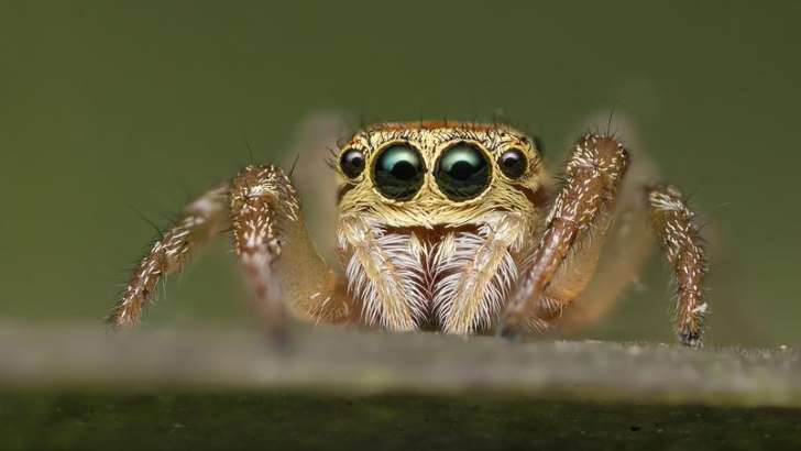 Du venin d’araignée peut protéger le cerveau après un AVC