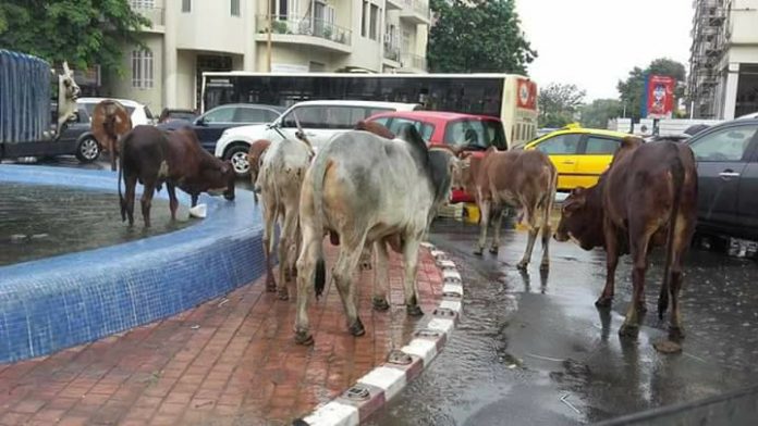 Des boeufs se promènent en centre ville