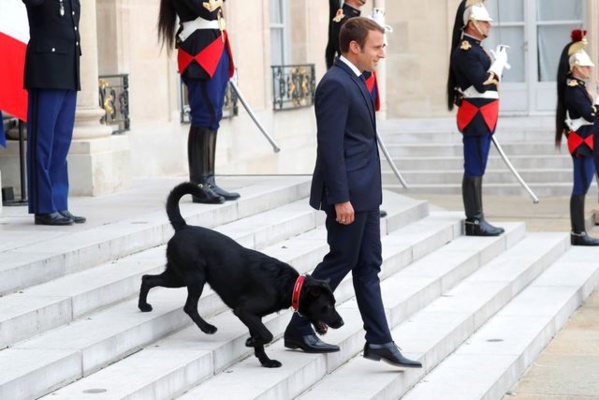 SCANDALE: Macron se fait accompagner par un chien, pour accueillir les dirigeants Africains à l'Elysée