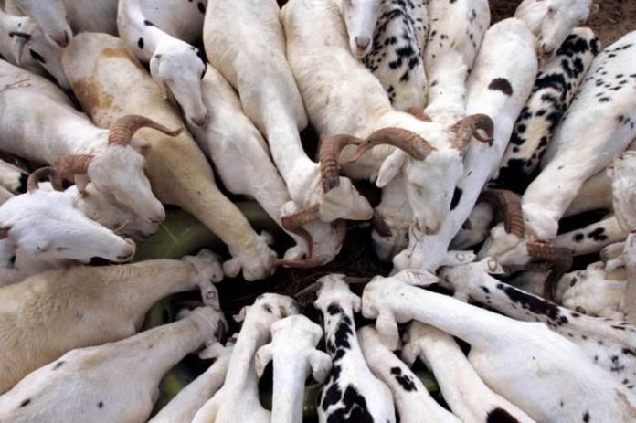 À Dakar, 40 000 moutons n’ont pas été vendus cette année lors de la fête de la Tabaski