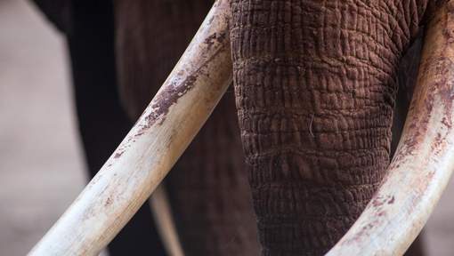 "Le commerce de l'ivoire prospère comme jamais en Afrique centrale"