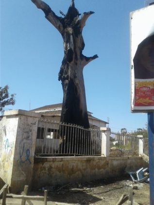 Urgent – Un arbre prend feu depuis 4 jours à Kaolack