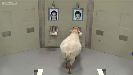 Les moutons capables de reconnaître Obama et Emma Watson sur photo